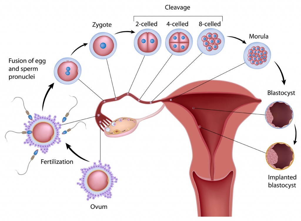 ciclo naturale della IVF